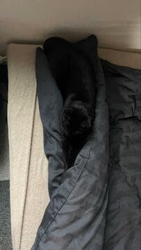 普段から隠れるのが「上手すぎる猫」　まさかの擬態に思わず目を疑う