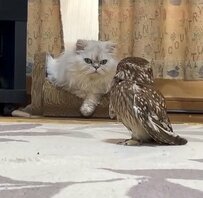 【おちょくるフクロウ】自由気ままなフクロウさんと振り回される同居猫さんの関係性が微笑ましいと話題