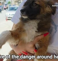 【保護犬】交通量の多い危険な道路をさまよう子犬を救助！勇気ある行動に「心から感謝」の声が続出