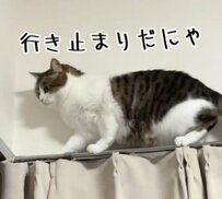 【寝不足よさらば！】飼い主の安眠を守った勇敢な猫ちゃんの華麗なる一撃が話題に
