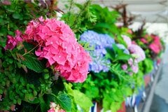 【初夏のガーデニング】アジサイの寄せ植えにオススメの植物7選！組み合わせると美しい見映えに