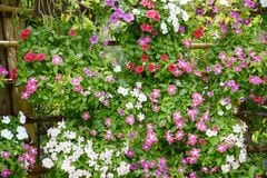 【寄せ植えガーデニング】可憐なニチニチソウと一緒に寄せ植えしたい＜花＆リーフ＞おすすめの組み合わせを紹介
