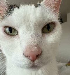 「ワニに食べられるw」ゼロ距離でご飯を待つ保護猫の豪快なあくびに反響