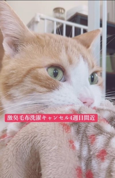 洗濯キャンセル界隈な猫、みーこちゃん