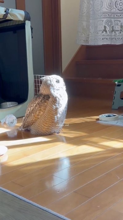 投稿動画のワンシーン