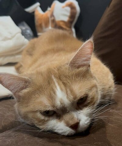 愛らしい様子をよく見ると…「ど、どんな格好？」