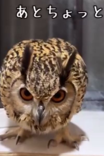 飼い主さんを見つめるフクロウさん