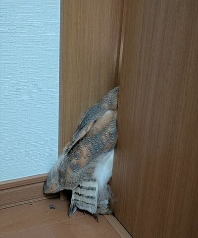 成長後も変わらない行動