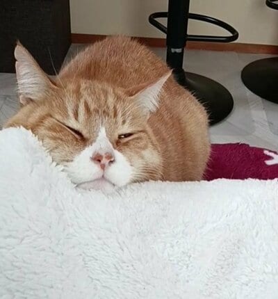 うとうとしているとらきちくん