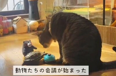 「会議」をする小雪ちゃんと軍曹くん