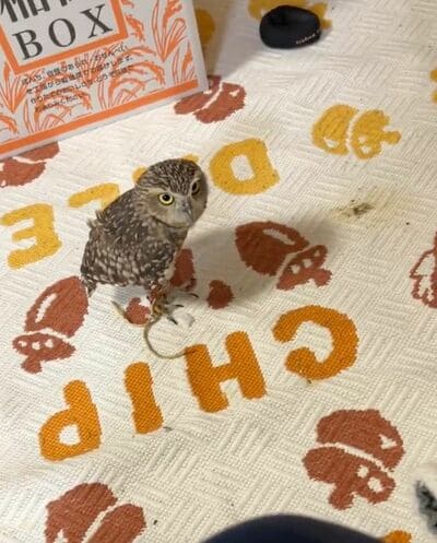 投稿動画のワンシーン