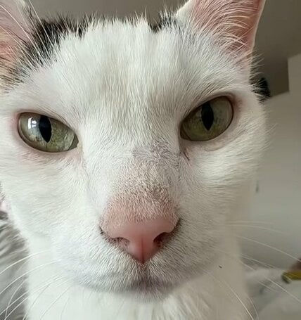 「ワニに食べられるw」ゼロ距離でご飯を待つ保護猫の豪快なあくびに反響