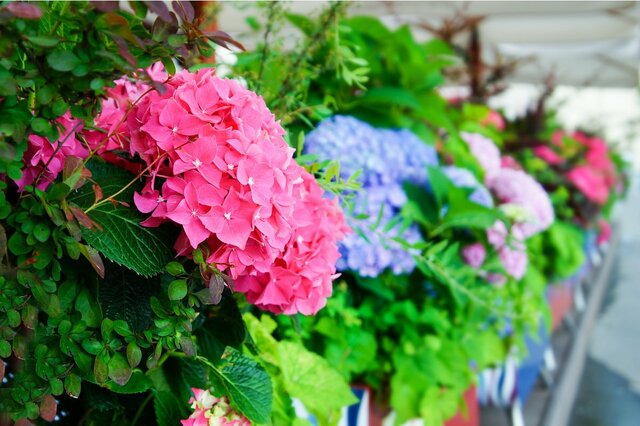 【初夏のガーデニング】アジサイの寄せ植えにオススメの植物7選！組み合わせると美しい見映えに