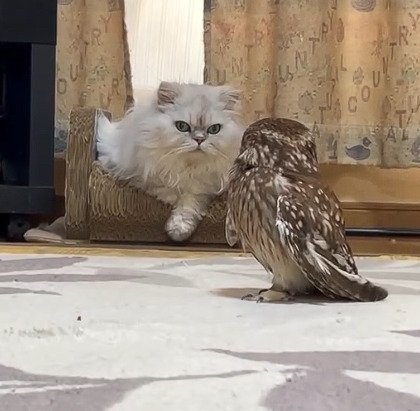 【おちょくるフクロウ】自由気ままなフクロウさんと振り回される同居猫さんの関係性が微笑ましいと話題