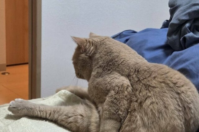 【まるで疲れた人間】哀愁漂う「猫の後ろ姿」に笑ってしまう　「よっこいしょって言ってそう」