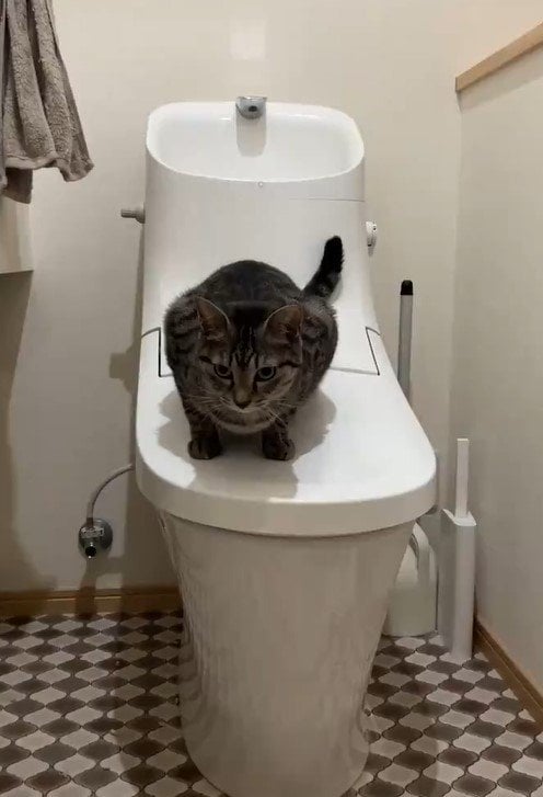トイレと猫