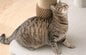 愛猫も飼い主もうれしい、洗える「キャットタワー」！？着脱＆洗濯できるカバーでキレイをキープ！