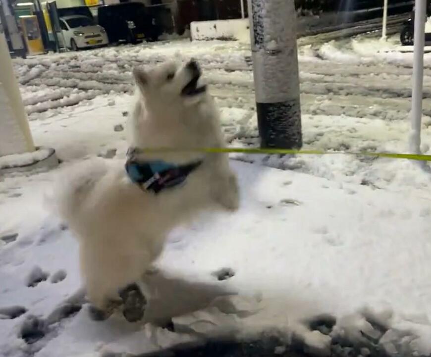 出所：@samoedsoran