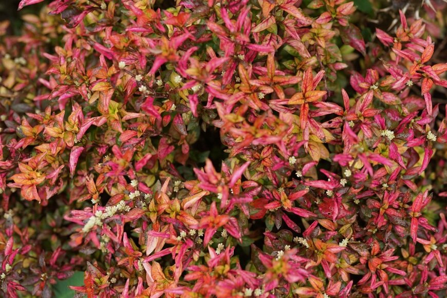 ARTONIUMW/shutterstock.com