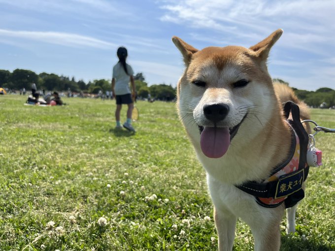 出所：@shibainu_yui