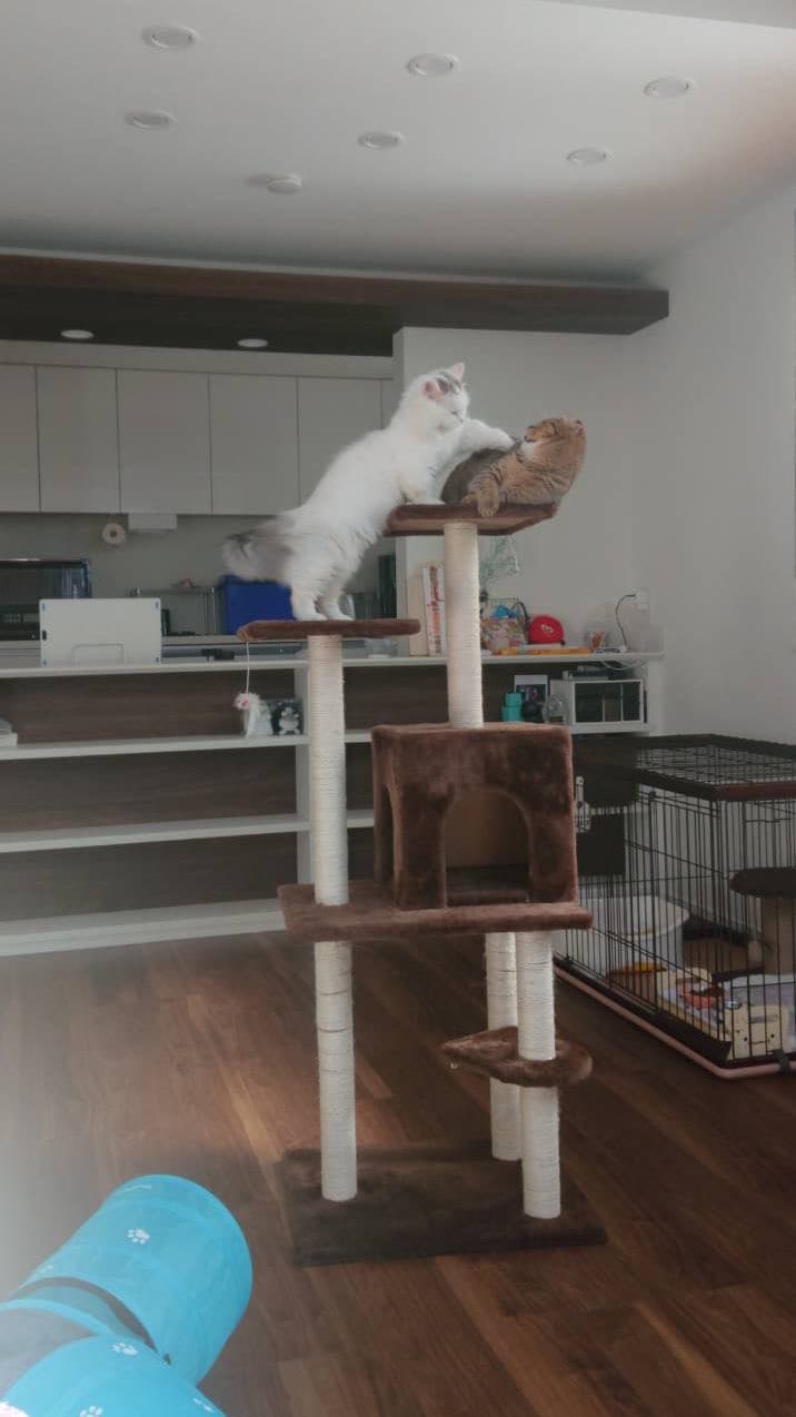 出所：@ponpokopontanu