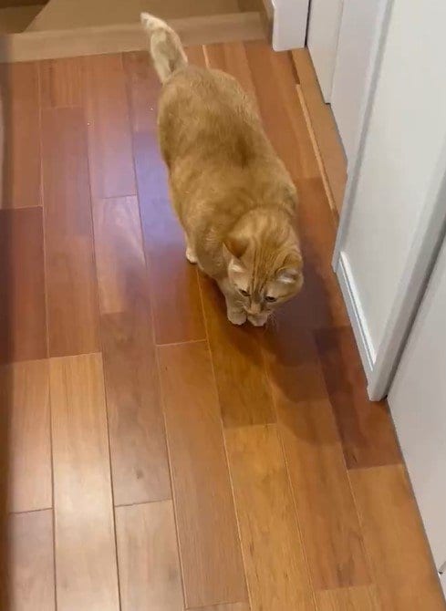 出所：@kagisuzu0531