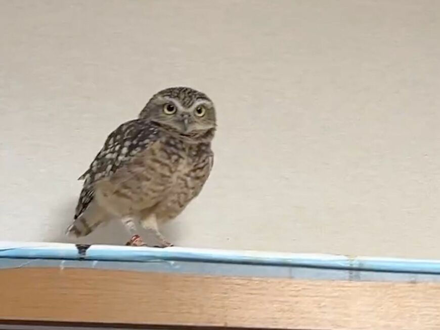 【エアコンとフクロウ】吹き出し口が気になる…「これは何！？」の表情が可愛すぎる