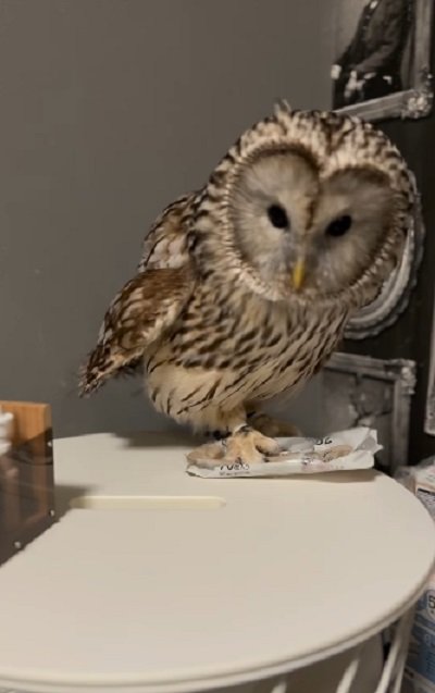 出所：@hiji.mozu_owl