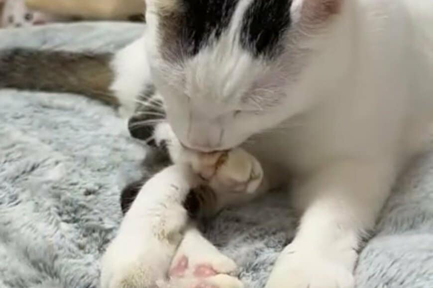 「声を出して笑った」毛繕い中の猫が見せた「まさかの変顔」に仰天　世界的な偉人を思い浮かべる人も続出