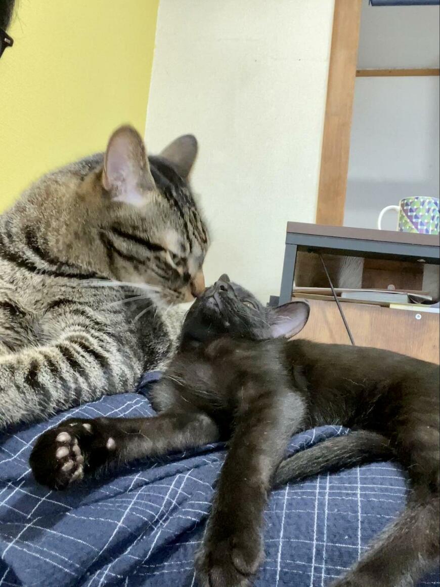 出所：@00shitemita