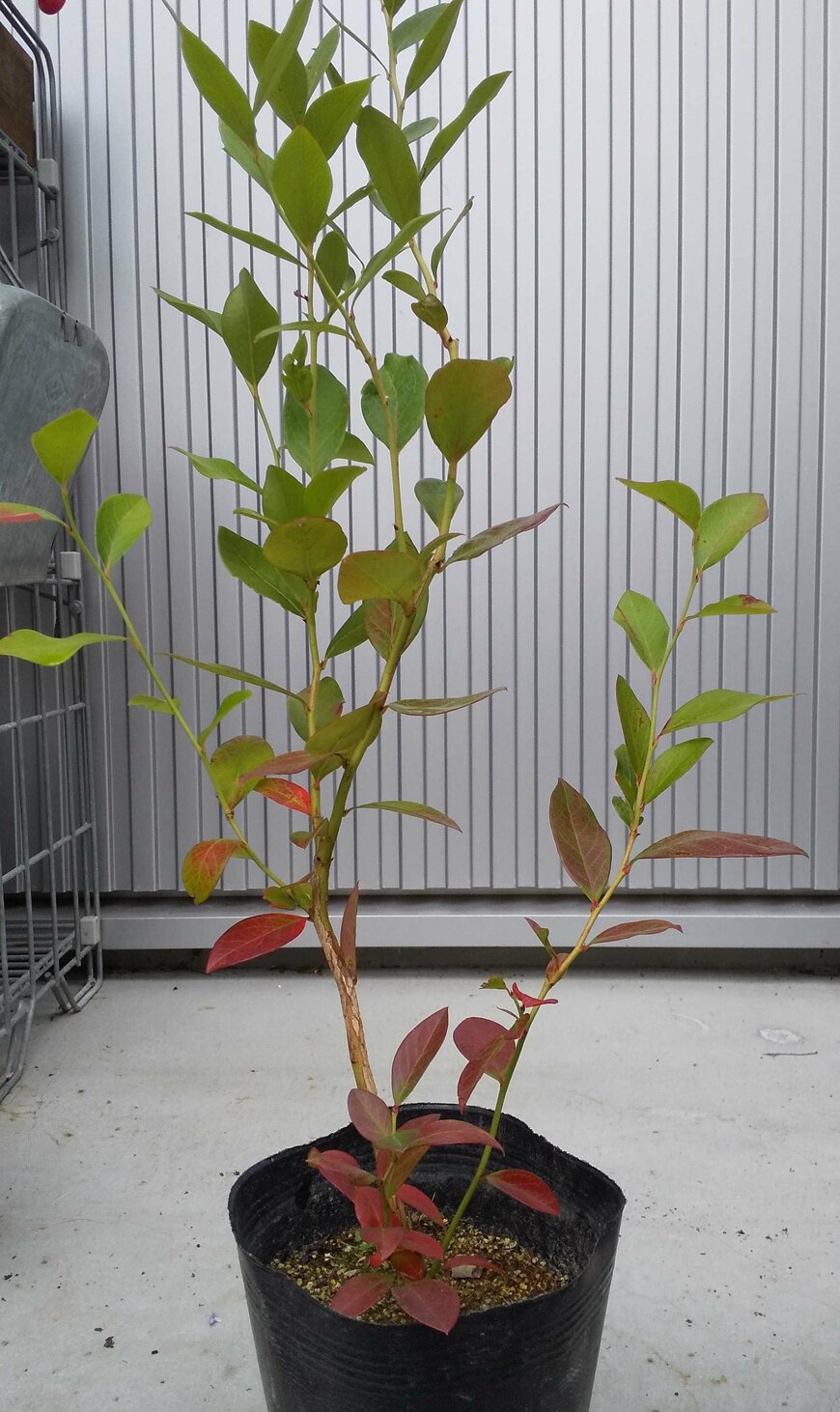 甘くて大きい実が取れる「サザンハイブッシュ系」の苗。下葉が紅葉している。（LIMO編集部）