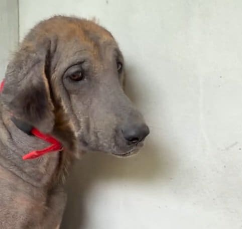 「目の輝きが違う！」繁殖犬として劣悪な環境に置かれていたメス犬が、3週間で見違えるほど回復した姿に感動！