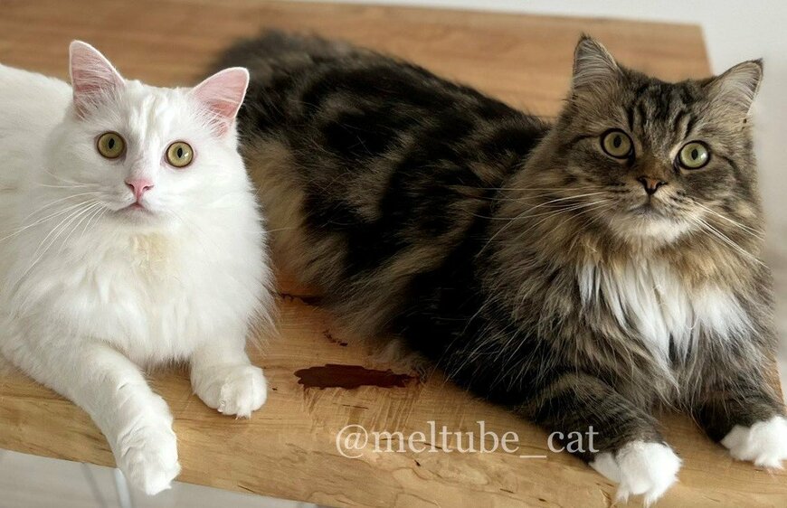 出所：@meltube_cat
