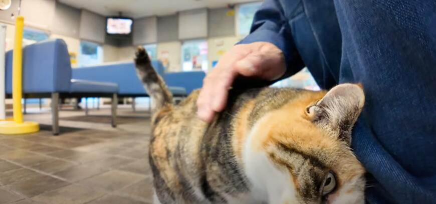 出所：@ImpressedCatVideo1