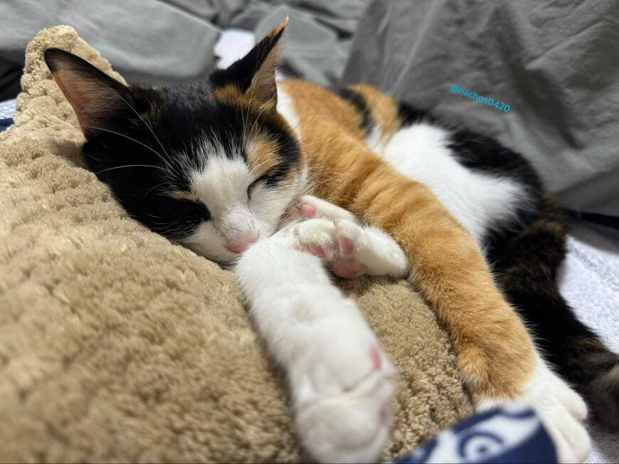 出所：@nachos0420