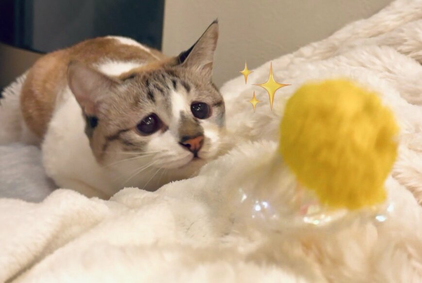 出所：@piennekomint