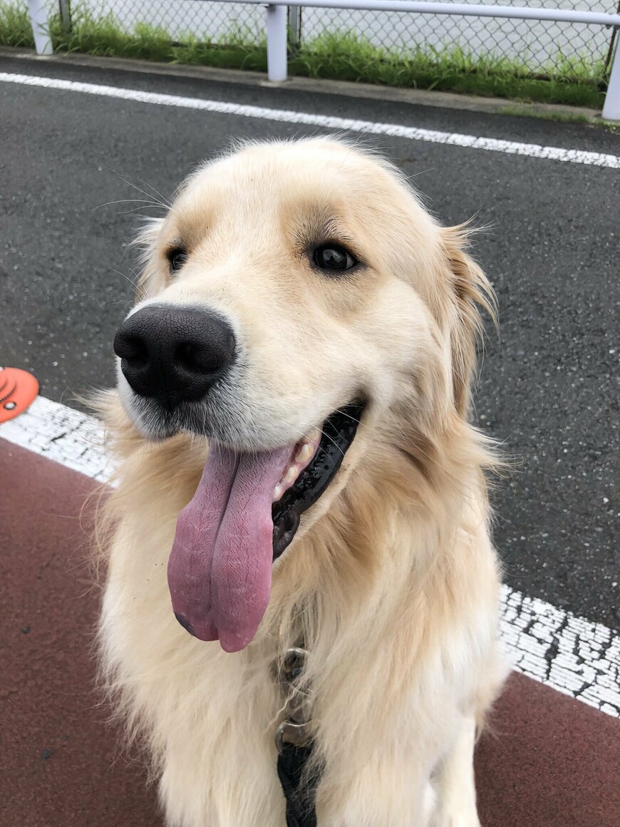 出所：@elmo_golret