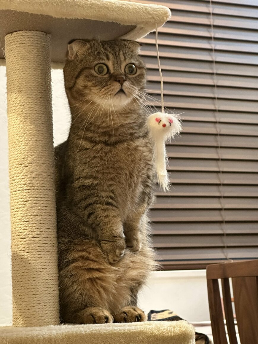 出所：@ponpokopontanu