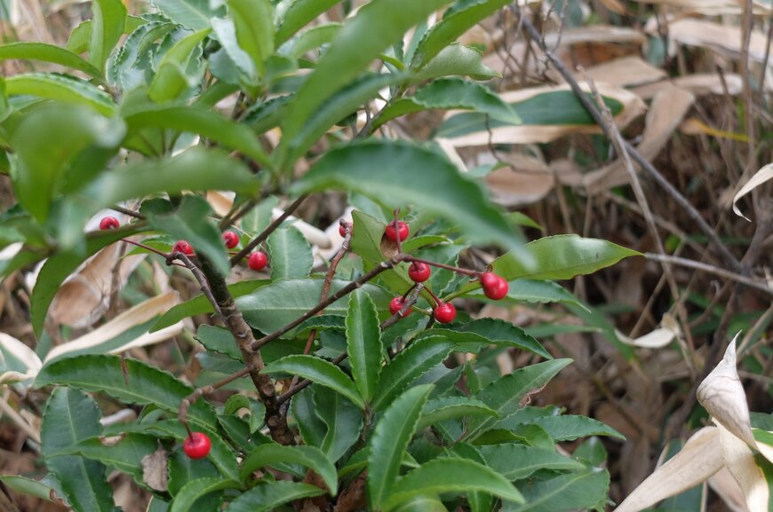 LIMOガーデニング部撮影