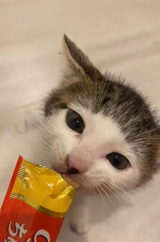 出所：@Saeroyi_cat