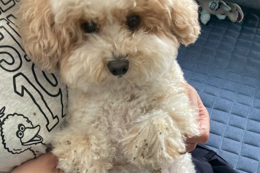 散歩後の犬に付いた「予想外のお土産」　ワンちゃんあるあるに「たくさん捕れましたね」