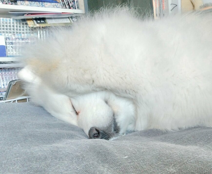 出所：@samoedsoran