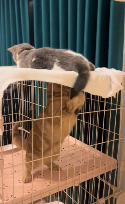 出所：＠mocchinokimochi