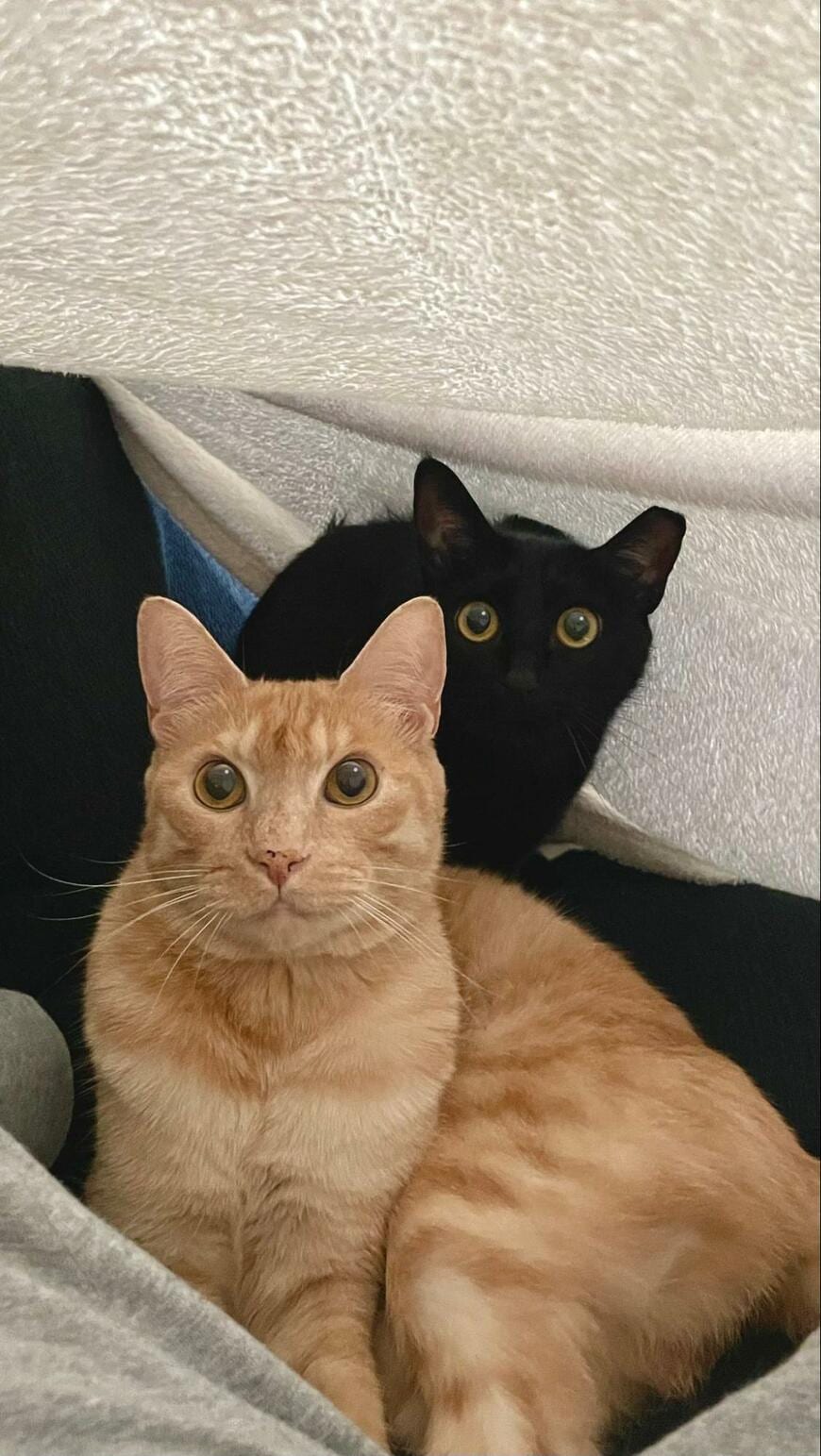 「シルエットじゃなかった…」保護色に隠れた猫ちゃんに騙される人が続出！「同化してますね」「見えぬ…」の声