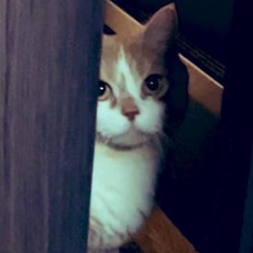 出所：@kotaro_0315