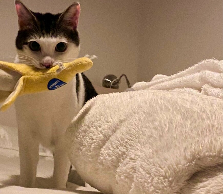 出所：@Saeroyi_cat