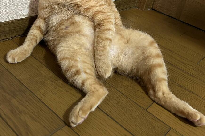 出所：@Beercat_Ana_Dar