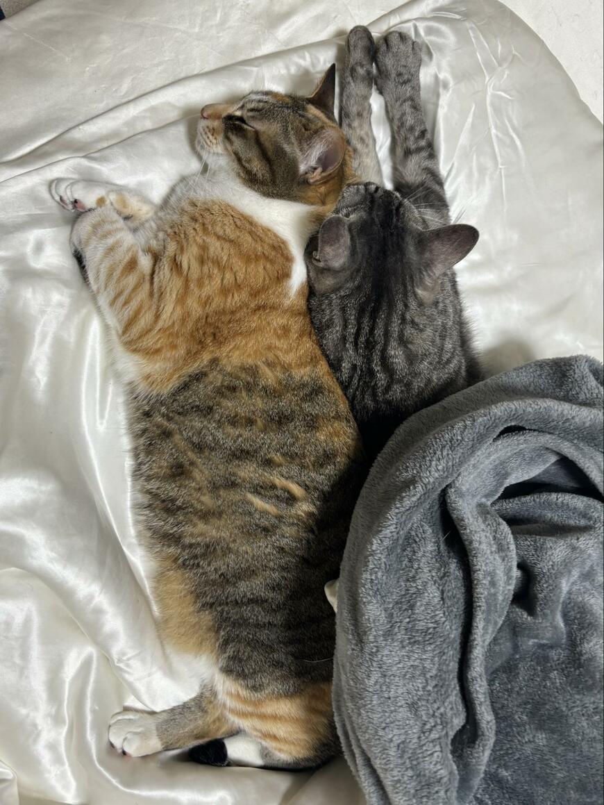 出所：@totomaru_hanmi