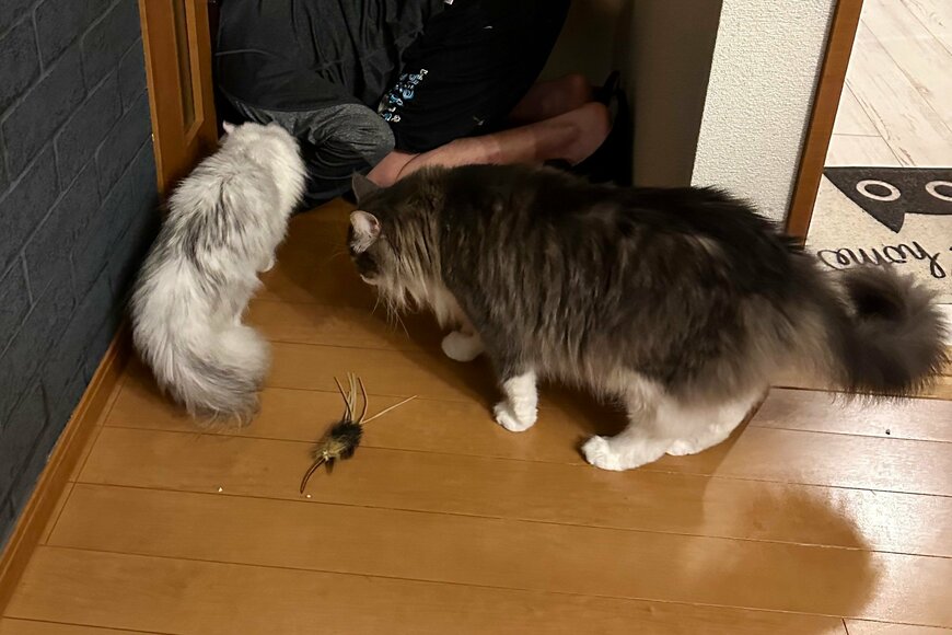 出所：@NEKOLAND13