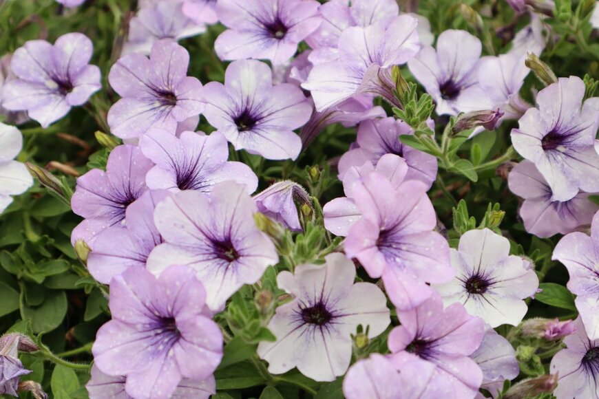 ペチュニア　　Jane Nadezhina/shutterstock.com